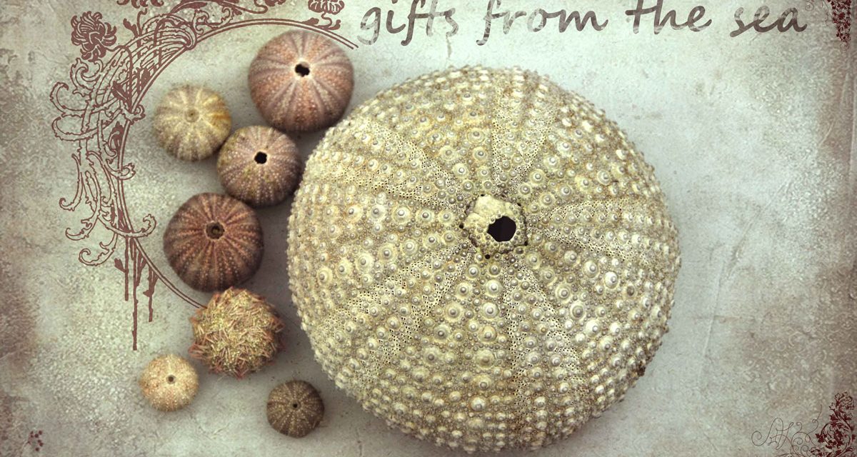 Gifts from the Sea – The Sea Urchin